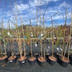 Breza previsnutá (Betula Alba pendula) ´MAGICAL GLOBE ´ - výška 120-130 cm, kont. C5L - NA KMIENKU